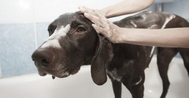 Donner le bain à son chien